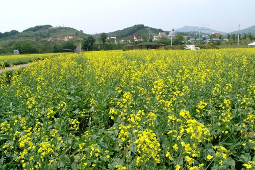 경기도 광주시 세계 도자기 엑스포 행사장 입구 유채꽃 밭 